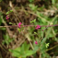 Boerhavia diffusa L.